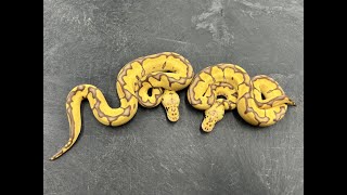 Awesome stuff hatching!  Black Pastel/Pewter Pieds, Leopard Cryptons, and Ultramel Clowns!