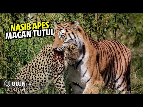 10 Deadliest Tiger Attacks Caught on Camera