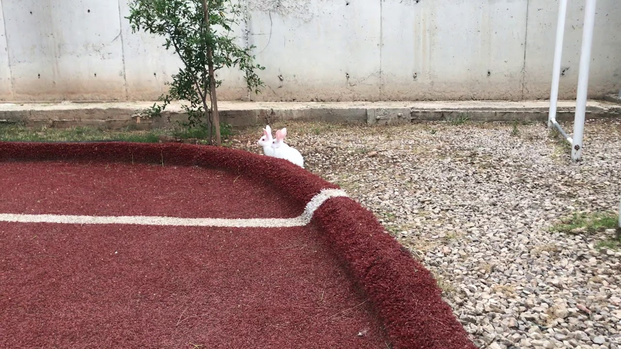 Tavşan ve kedi YouTube