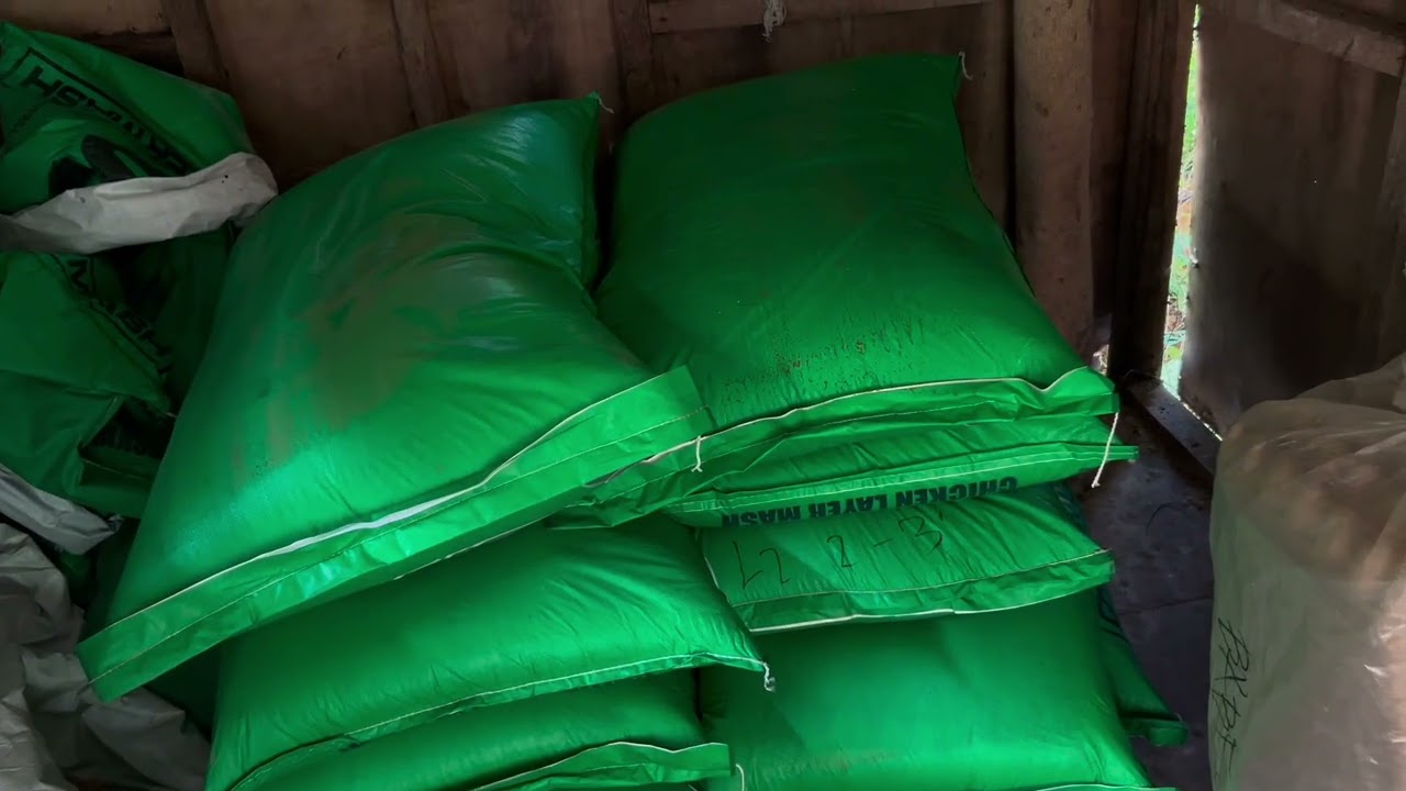 Feeds ng ating mga alagang layer chicken