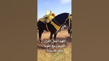 القران الكريم الراحة النفسية #اسلام_صبحي #الدعاء_المستجاب #اكسبلور
