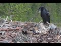 RIP Alma: unedited raw video of the fatal raven & fox attack on Satakunta Osprey nest 1 25 Jun 2021