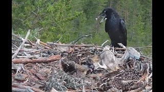 RIP Alma: unedited raw video of the fatal raven & fox attack at Satakunta Osprey nest 1 25 Jun 2021