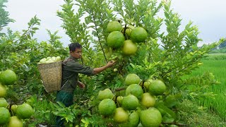 How to Build a New Farm and Harvest Guavas | Farm Life Ep 177