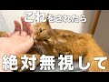 猫が飼い主に見せてきたら絶対に無視した方がいい行動
