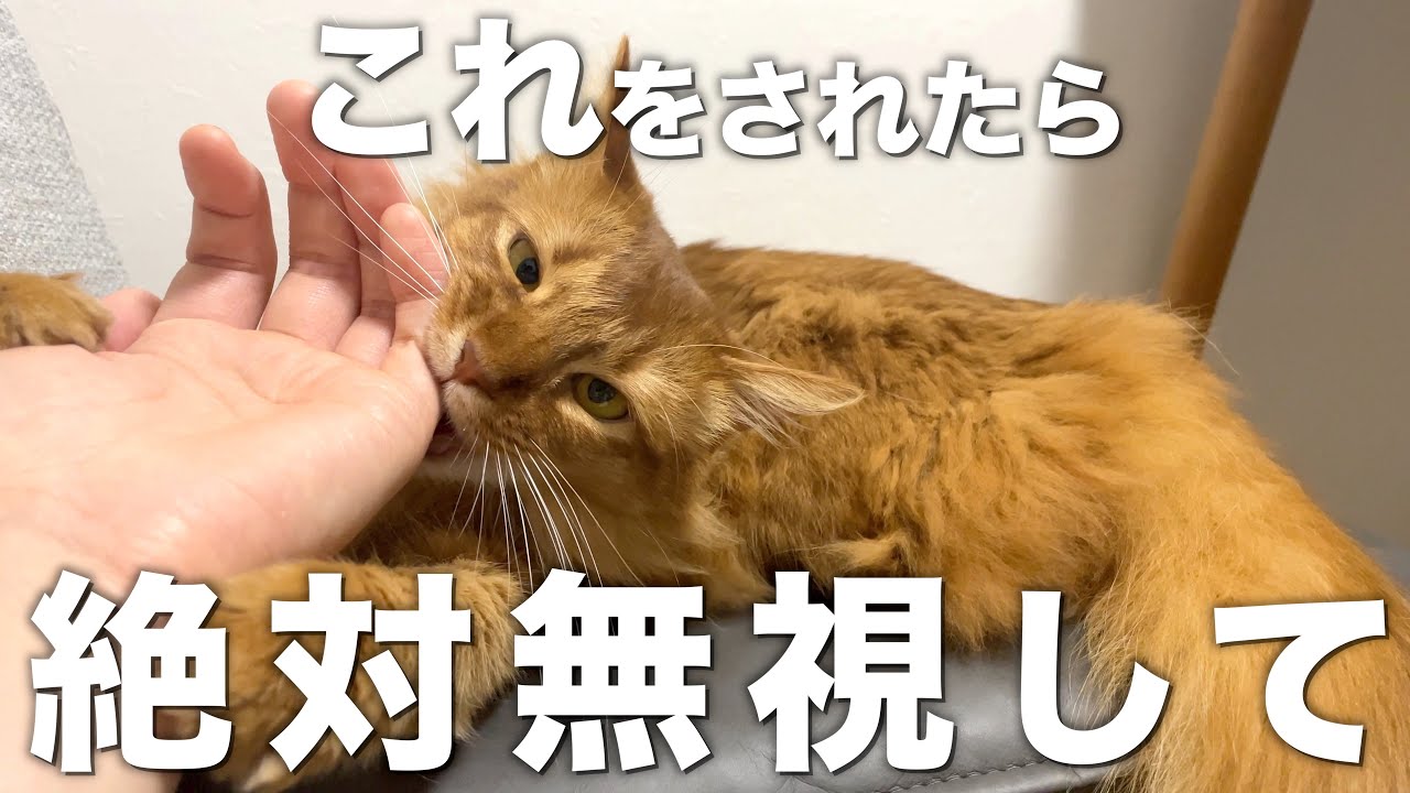 猫が飼い主に見せてきたら絶対に無視した方がいい行動 Youtube