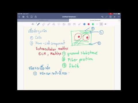 สรุปเนื้อเยื่อพื้นฐานของสัตว์ (Summary of Primary Animal Tissue 1_2)