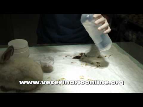 Video: Cómo Tratar La Diarrea En Conejos