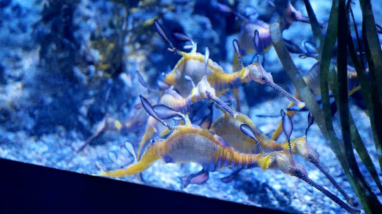 seahorse in aquarium fish