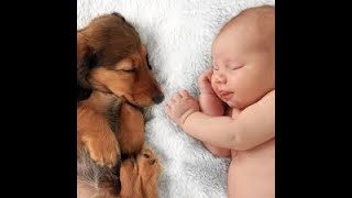 Adorable Babies Playing With Dogs and Cats - Funny Babies Compilation 2020