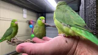 HAND TAME Green parrotlets