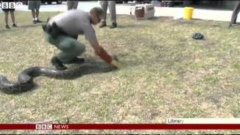 Florida tour guide wrestles python in Everglades