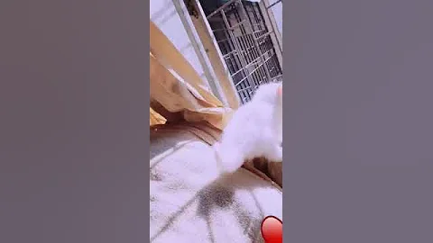 Watch the video about Persian cat for sale ( Dimapur ).