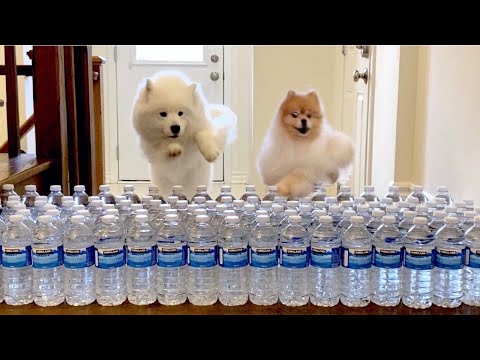 고양이 장애물 <strong>피하기를</strong> 강아지가 해보았더니?ㅋㅋㅋㅋ