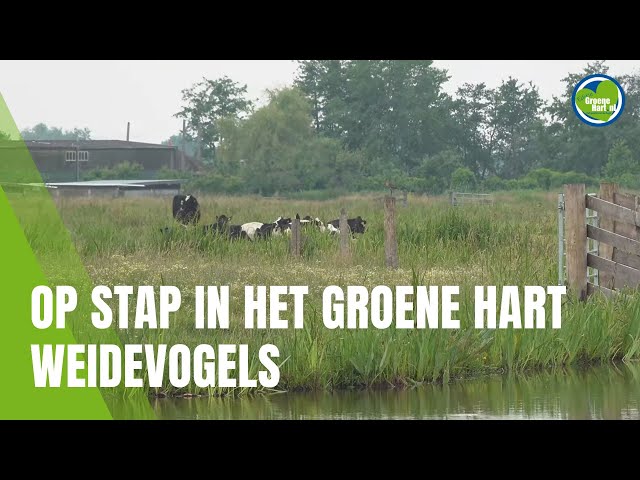 Op stap in het Groene Hart - Weidevogels