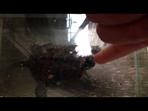 Cute terrapin eating