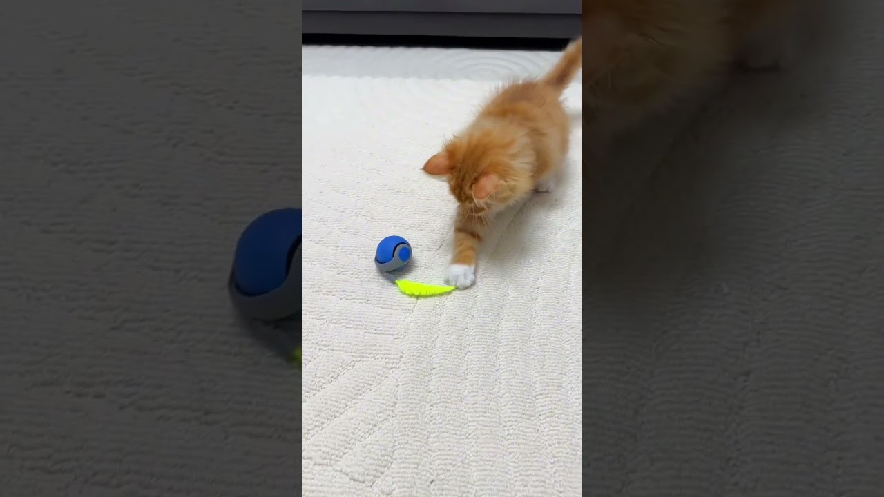 🐾 Speedy Tail 2.0 Smart Cat Toy Ball – The Ultimate Playtime Upgrade! 🎾🐱 