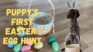 Puppy's First Easter Egg Hunt | 7 Month German Shorthaired Pointer | Dog Vlog