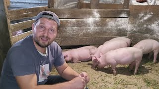 картинка: ‼️ШОК‼️ Вес поросят в 2 месяца 🐷😎были как выбраковка но молочка решает 💪🐮🥛#pigfeed #pig #farmer 