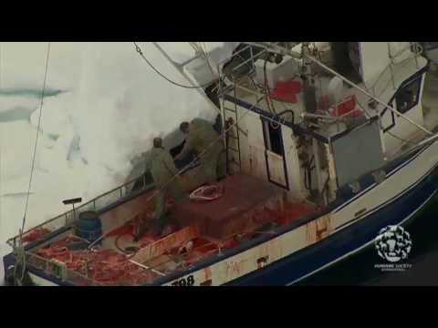 2010 Canada Seal Hunt:  Raw Footage from the Ice