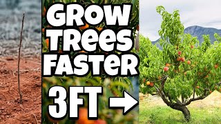Plant Fruit Trees This Way To Make It Grow 5 Times Faster