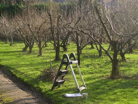 Вопрос: Как обрезать яблоневые деревья?