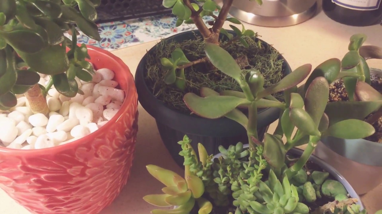 My jade plants and how I keep them alive. YouTube