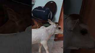 The world’s smallest moo? 🌍🐮✨#cow #cute #wow #lol #omg #now #viral #video #videos