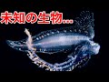 【正体不明】漁港で透明の深海魚を捕まえた…飼育してみたら驚きの変化