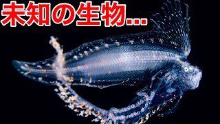 全身トロの幻の深海魚が砂浜に大発生してると聞いて調査してみた結果が驚きの