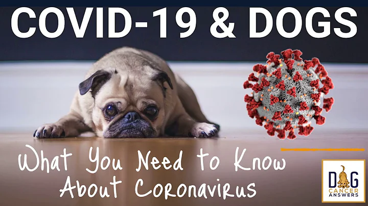 COVID-19 & Dogs: What You Need to Know About Coronavirus │ Dr. Nancy Reese Deep Dive