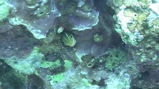 ミナミギンポ/Bluestriped fangblenny/Plagiotremus rhinorhynchos