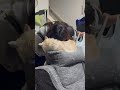 大好きな娘が帰ってきた！#ねこのいる暮らし #ねこ動画 #ねこのいる生活