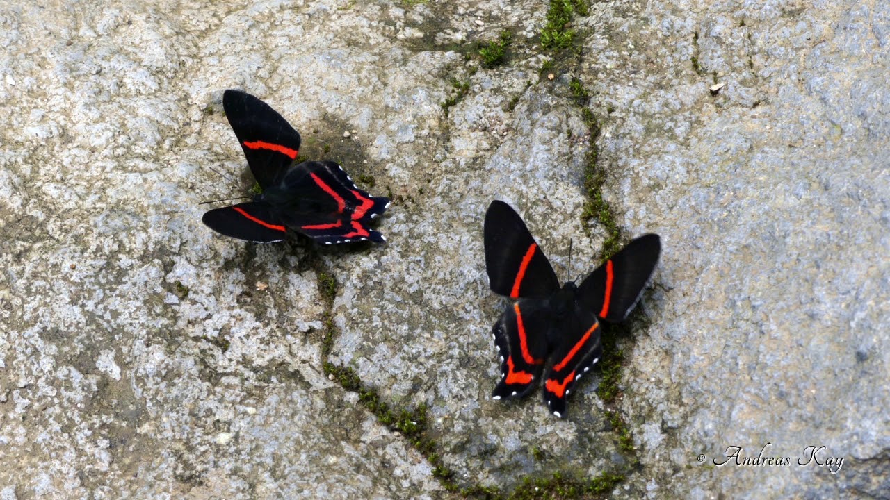 Aulestes Doctor, Ancyluris aulestes, Riodinidae