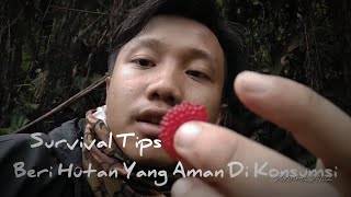 ( SURVIVAL TIPS 4 ) Mencari makanan di dalam hutan ( beri liar/arbei )
