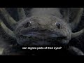 How the Zebrafish Could Help Us Treat Eye Disease or Injury (audio-described version)