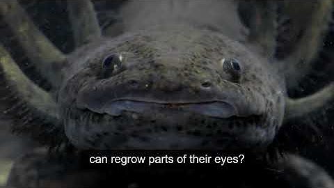 How the Zebrafish Could Help Us Treat Eye Disease or Injury (audio-described version)