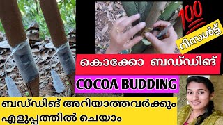 HOW TO DO BUDDIG IN COCOA TREES പ്രാകൃതൻ കൊക്കോ ചെടികളെ ബഡ്ഡ്ങ്ങിലൂടെ മികച്ച ഇനം കൊക്കോ ചെടികളാക്കാം