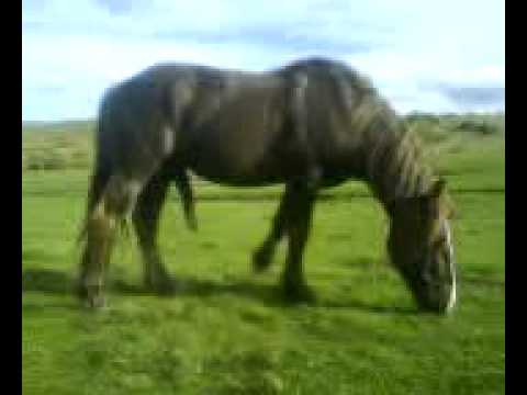 foto caballo en erección