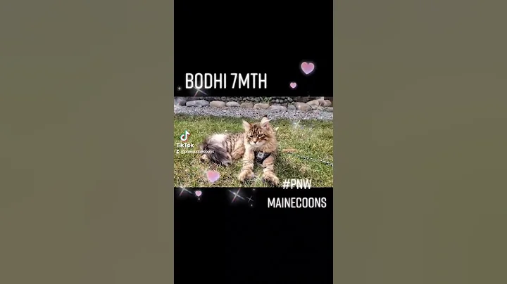 Watch the video about Bodhi at 7mth old Mainecoon Polydactyl Kitten #pnwmaincoons