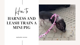 Harness Training a Mini Pig  Learn my Secrets!