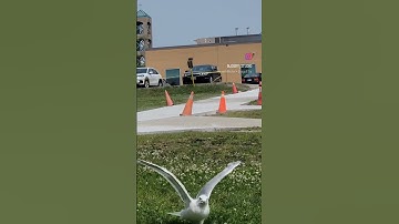 #slowmotion video of #seagull