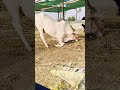 😘👀🥰🔥⚡🔝🔙💯💖#animals #bailgada #mathur3394 #bull #bailgadasharyat #bakasur #mathur #1001 #6300 #1010
