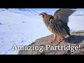 Partridges Singing and Flying in the Mountain Nature 🌄