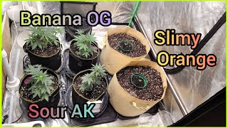Banana OG, Sour AK & Slimy Oranges #1 - The Friendly Grower