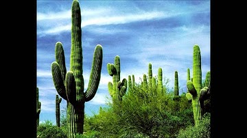 خواتيم سورة البقرة - د. يوسف عبد الكريم أبوسمرة - رواية ورش لقراءة نافع - مقام الرست.