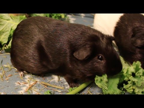 guinea-pigs-eating-kale-asmr