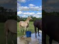 Ultimate Funny Horse Fails Compilation#FunnyHorses #GoofyHorses #HorseFails#Funny horses