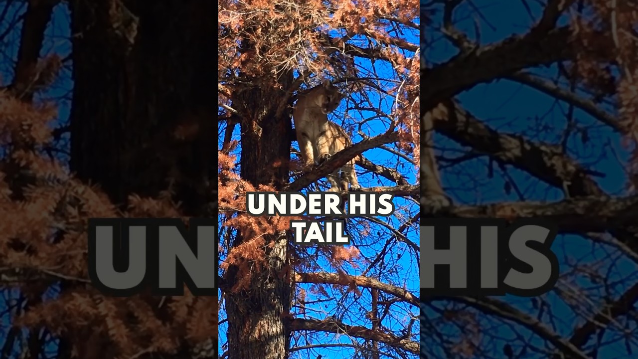 Male or Female Mountain Lion? How to ID. 