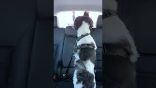 Bossy Dog Barks At Daddy In The Car